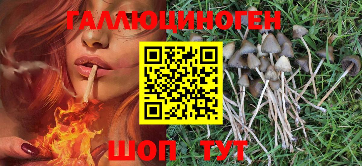 Гудермес  Псилоцибиновые грибы Psilocybine cubensis  Вход с VPN 