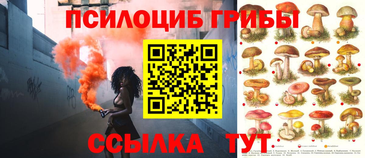 Галлюциногенные грибы Psilocybe Гудермес